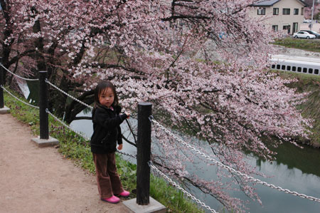 きみねと桜と新幹線