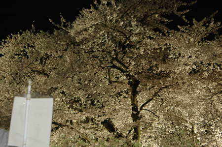 見事な夜桜