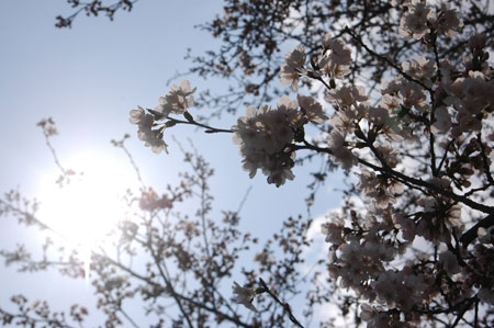 佐野の桜