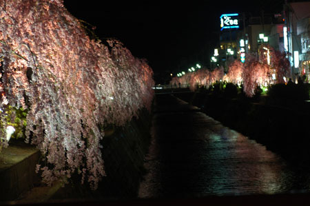 倉津川の枝垂れ桜