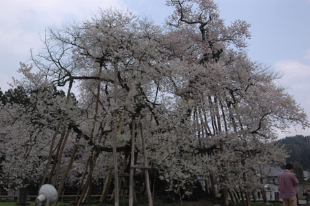 伊佐沢の久保の桜