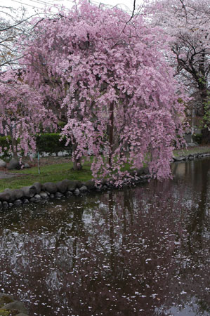 湖面に移る桜と花びら