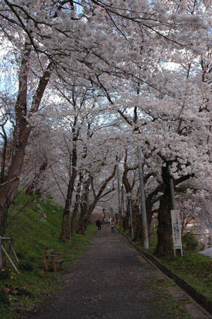 桜のトンネルあります。