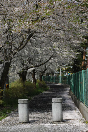 桜散る道