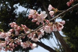 隣の神社はこれから桜が咲きます