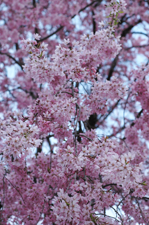 しだれ桜はほぼ満開の木も