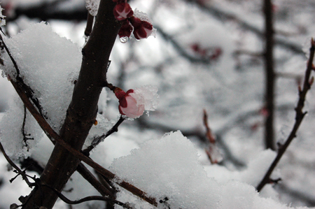 膨らむ梅の花に雪