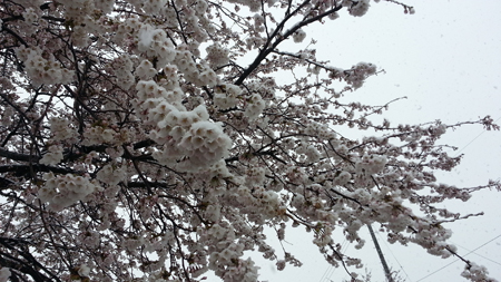 満開の桜に積もる雪